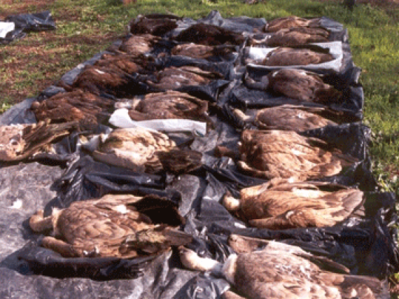 imagem protocolo pap 28 mar